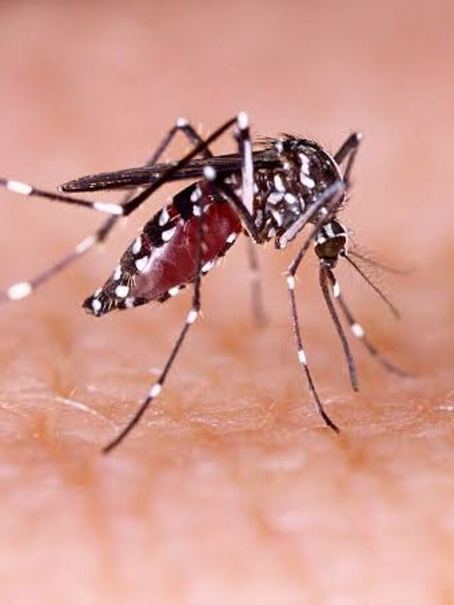 10 foods for quick recovery in Dengue fever