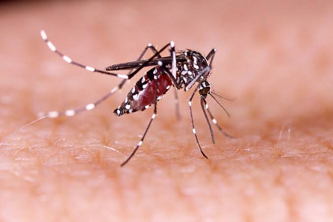 right foods in dengue fever